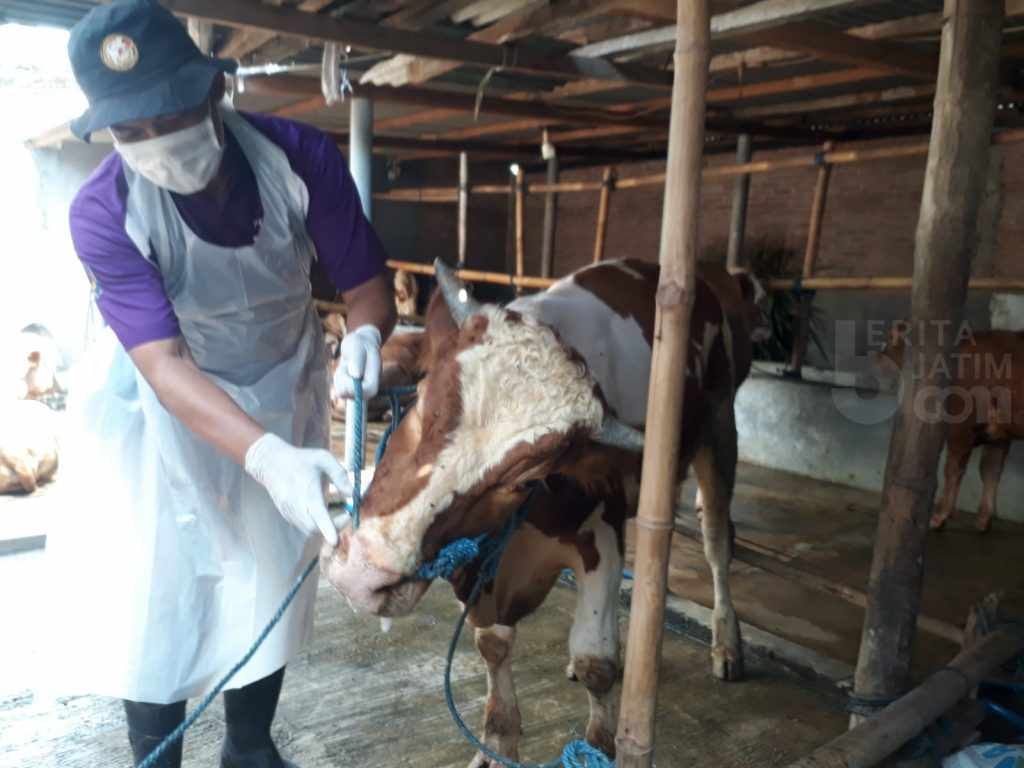 Sapi Bergejala PMK di Kota Kediri Bertambah, Kini Jadi 10 Ekor