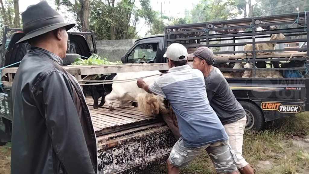 Kasus PMK Pada Kambing di Kabupaten Mojokerto Bertambah Jadi 8 Ekor