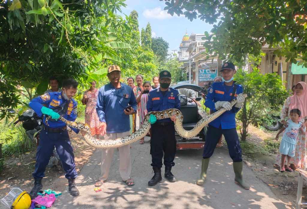Meresahkan, Damkar Lamongan Tangkap Ular Sanca 4 Meter