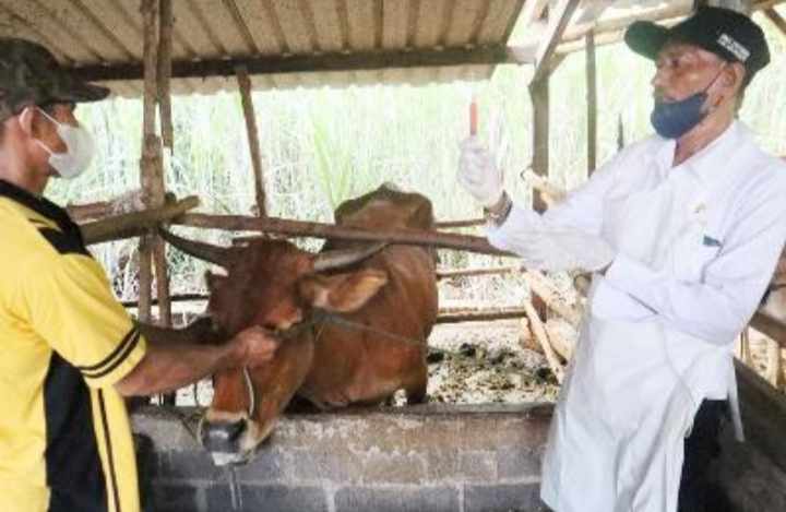 Jumlah Sapi Terinfeksi PMK di Kabupaten Mojokerto Naik, Kesembuhan Juga Naik