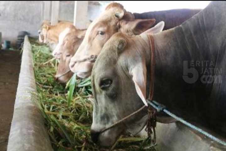 Disperta Kabupaten Mojokerto: 437 Ekor Sapi Sembuh, 26 Ekor Mati Terinfeksi PMK