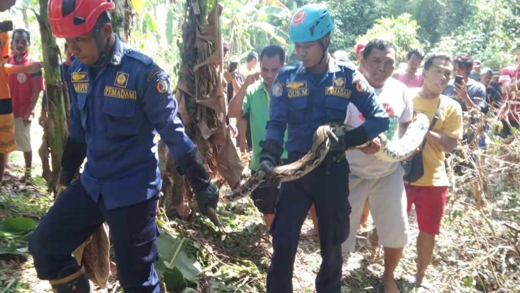 Ular Sanca Kembang Muncul di Pekarangan Warga Banjarsari Bojonegoro