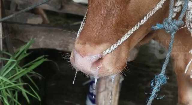Disperta Kabupaten Mojokerto Fokuskan Pemberian Vitamin