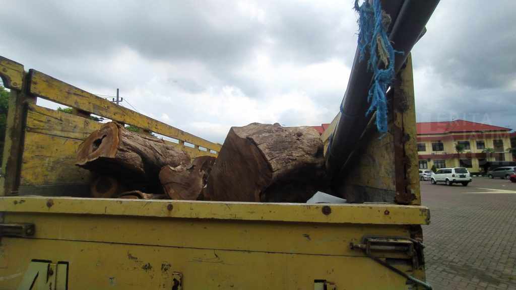 SPDP Sudah Naik, Polres Pasuruan Terus Periksa Saksi Penebang Pohon Sonokeling, 13 Sudah Diperiksa