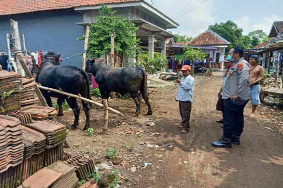Polres Probolinggo Terus Lakukan Pengawasan Ternak Sapi
