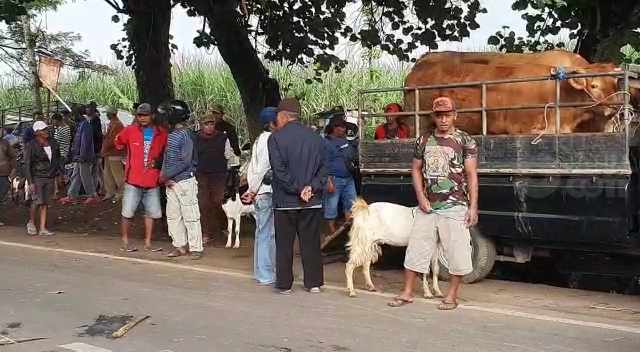 Protes Pasar Hewan Ditutup, Ratusan Pedagang Sapi Gelar Dagangan di Pinggir Jalan