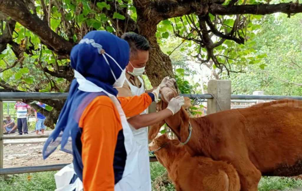 Kasus PMK di Kabupaten Kediri Melonjak, 24 Sapi Mati