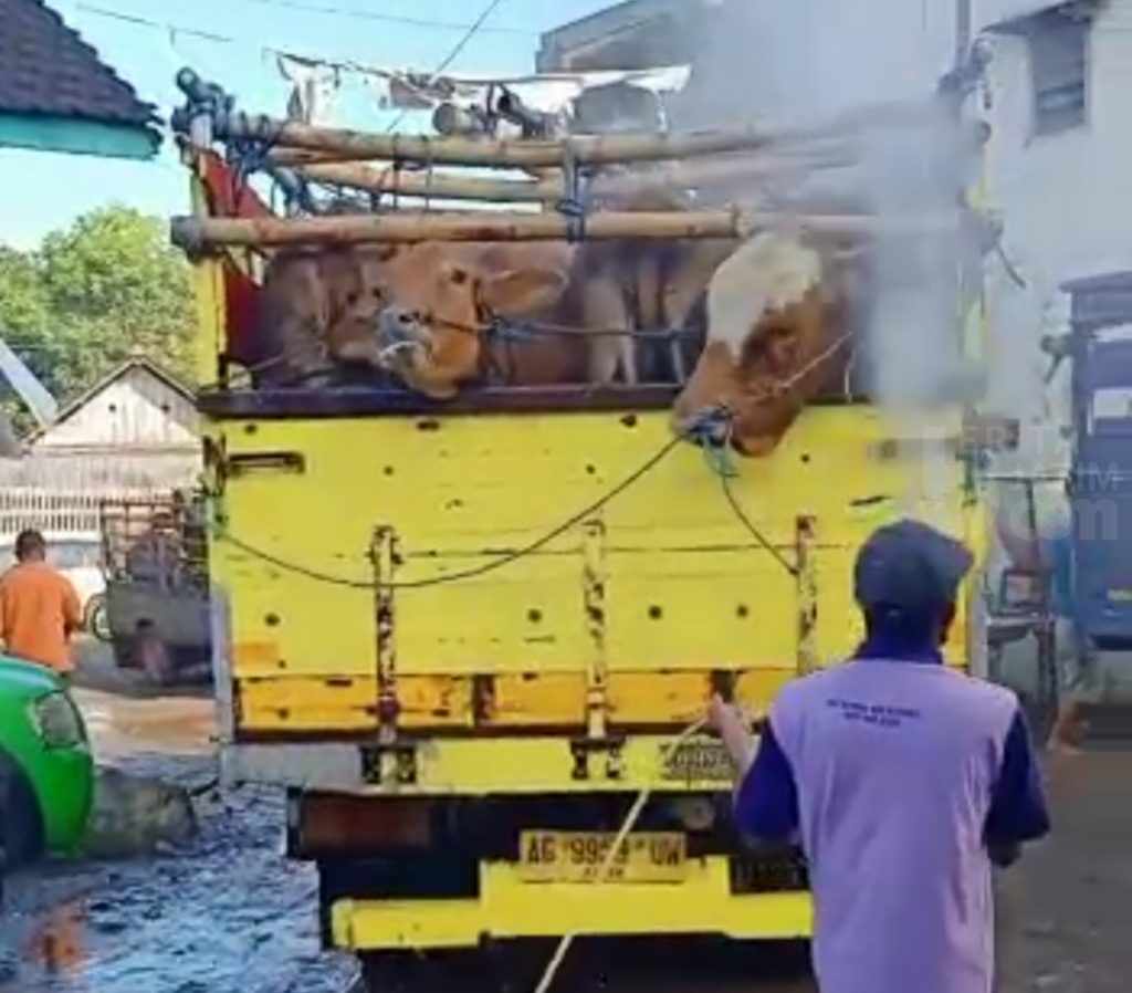 Ratusan Sapi dan Ternak di Pasar Hewan Pare Kediri Jalani Pemeriksaan PMK