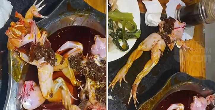Kodok ‘Zombie’, Tiba-Tiba Lompat dari Panci dengan Minyak Cabai Meski Kepala Sudah Dipotong
