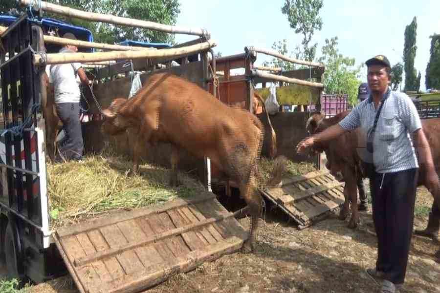 Pedagang Sapi Asal Magetan dan Madiun Nekat Masuk Pasar Hewan Ngawi