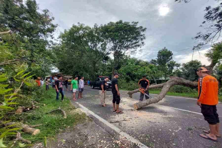 Pohon Tumbang di Twin Road Sukomoro Magetan Timpa Warga Sidoarjo