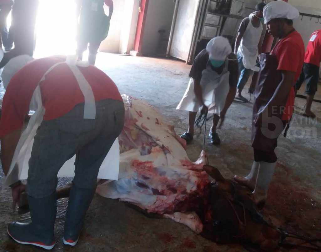 Tak Kantongi SKKH, Pedagang Jember Terpaksa Banting Harga Jual Sapi di Jawa Barat