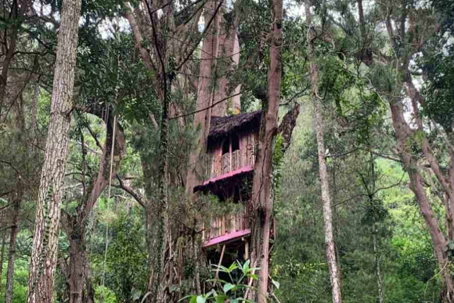 Rumah Pohon Bale Bombong, Tempat Healing Kekinian di Kawasan Wisata Telaga Ngebel Ponorogo