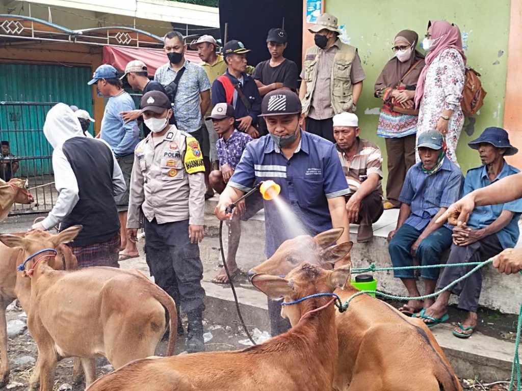 Waspada PMK, Sapi di Kabupaten Probolinggo Disemprot Disinfektan