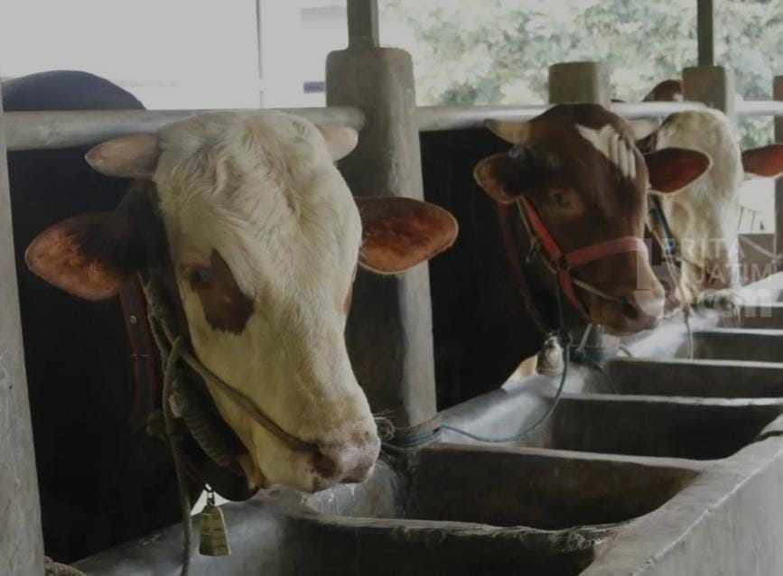 DIY Waspada Anthrax, Begini Saran Pakar untuk Antisipasi Foto ilustrasi sapi yang rentan tertular virus anthrax.