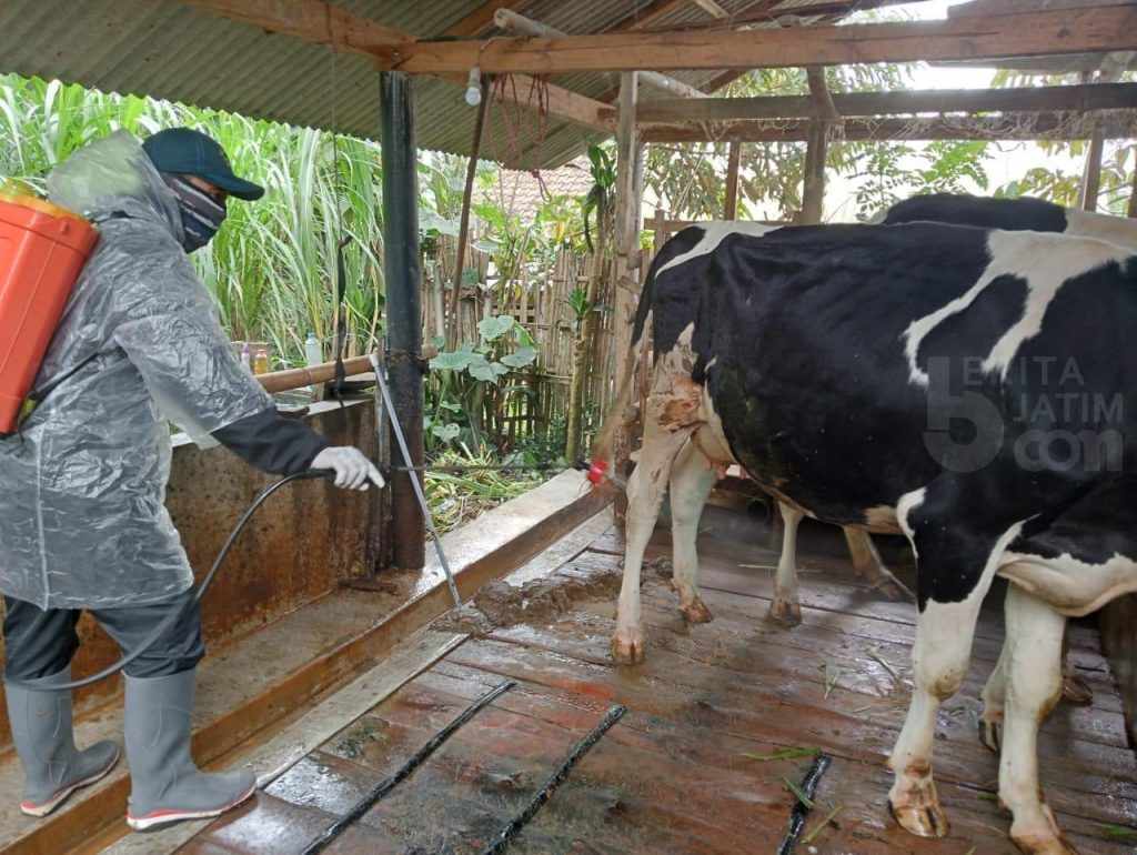 Sapi Terpapar PMK Harus Isolasi Sampai Sembuh