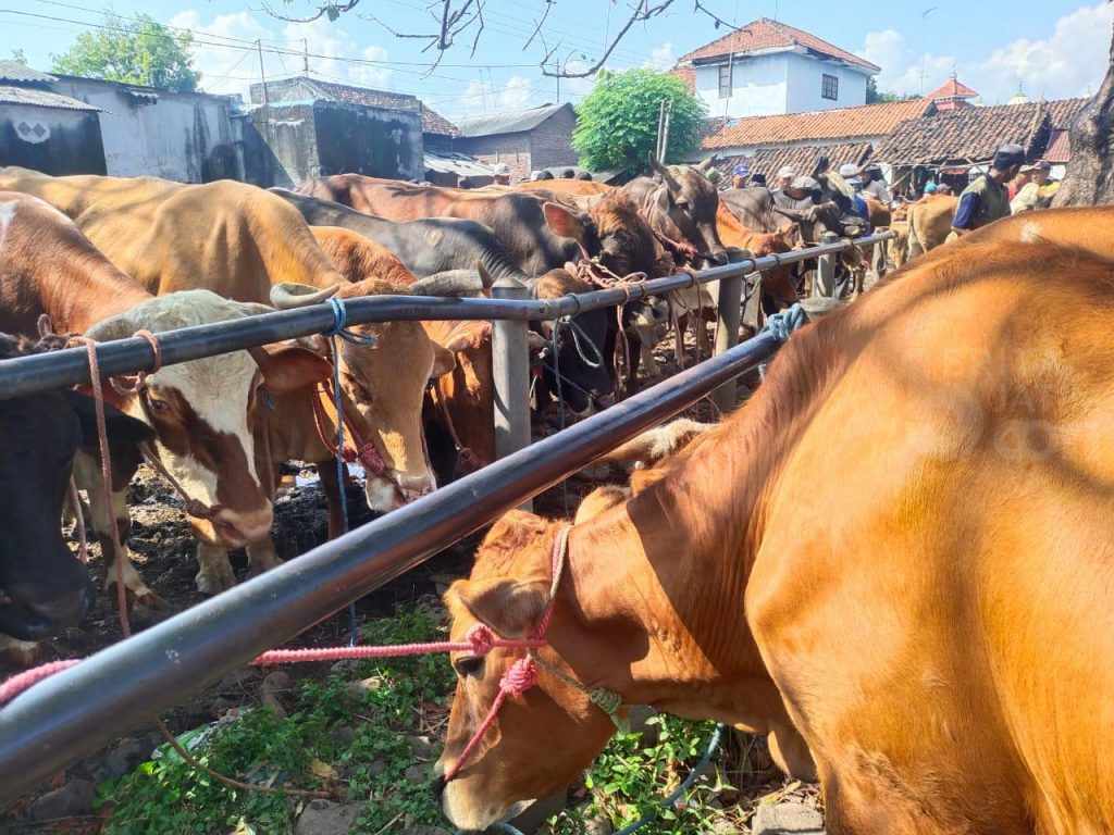 sapi pmk
