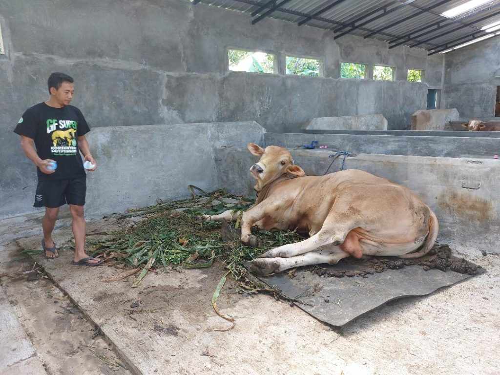 7 Sapi Sakit Dijual, Warga Magetan Rugi Rp 200 Juta Lebih