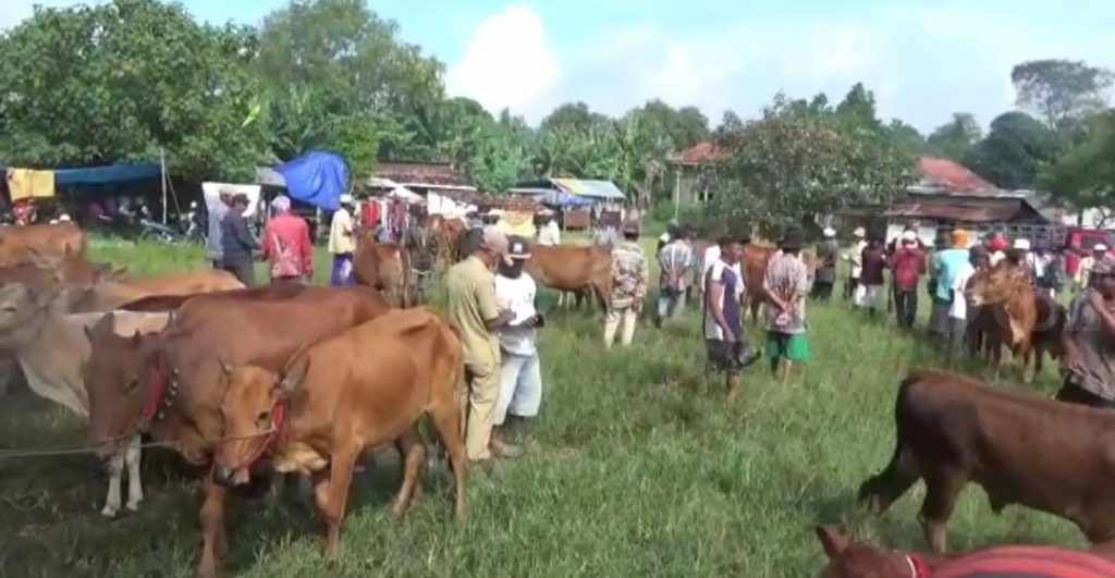 Jual Beli Sapi di Bangkalan Turun Padahal Menjelang Iduladha