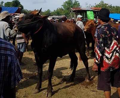 260 Sapi di Sampang Terindikasi Positif PMK
