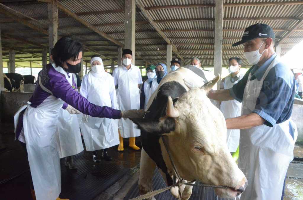 Gubernur Jatim dan Gus Muhdlor Pastikan Hewan Ternak Sidoarjo Tervaksin PMK