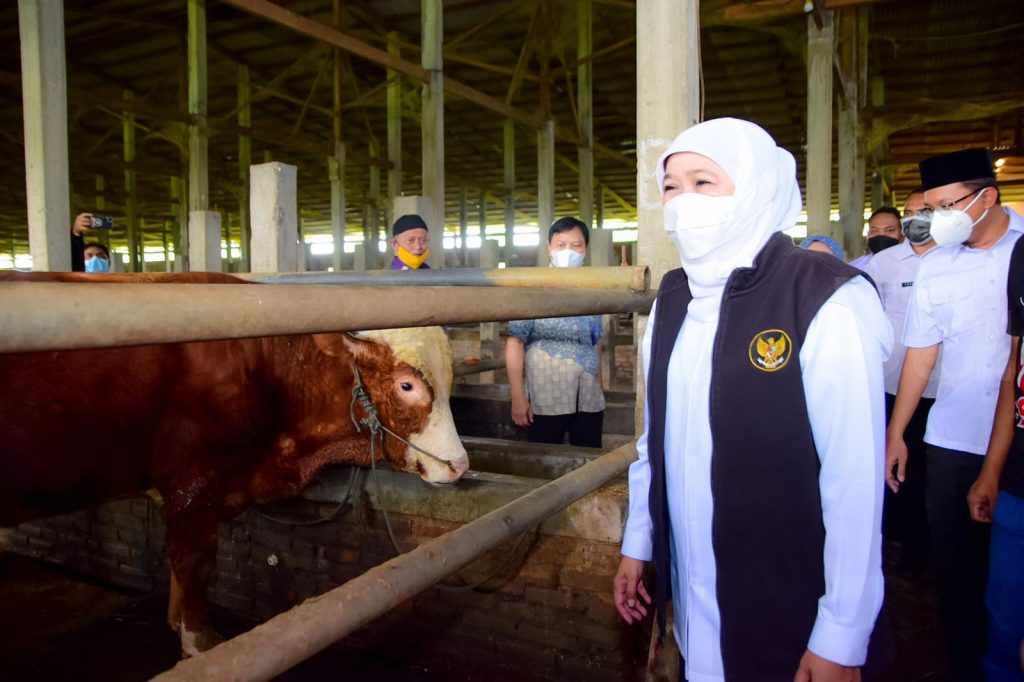 Khofifah Pastikan Hewan Kurban di Jatim Sehat, Stok Cukup Bahkan Surplus