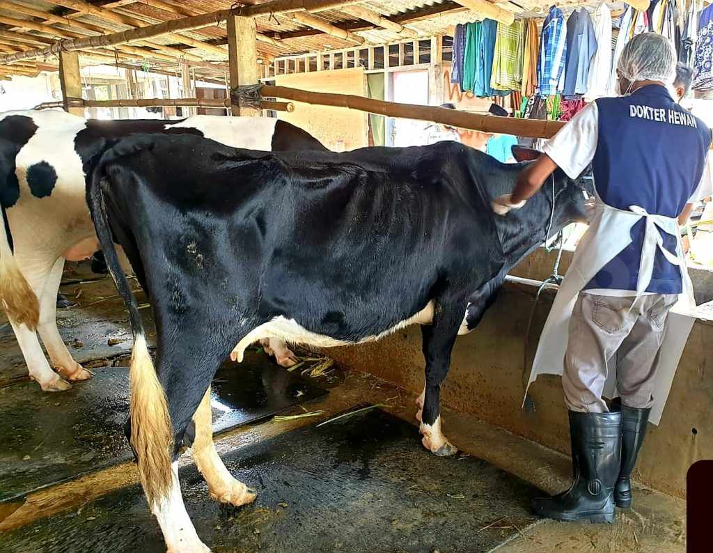 Antisipasi Penyebaran PMK, Tim Medis DKPP Kota Kediri Jemput Bola Vaksinasi 100 Sapi
