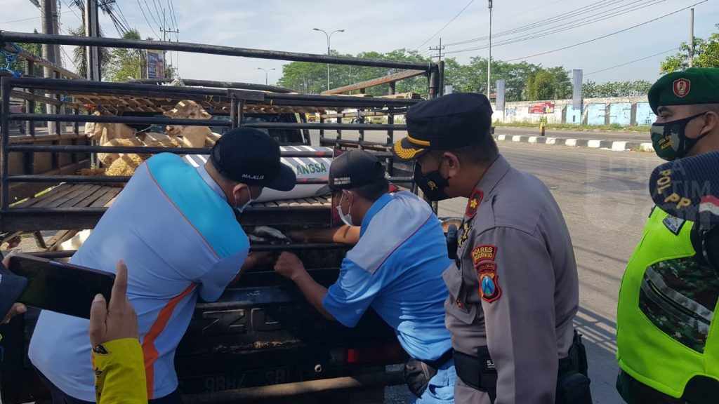 Muat Kambing dari Blitar, Warga Jetis Mojokerto Terjaring Razia
