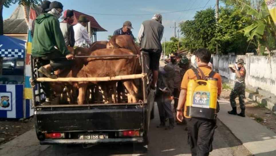 Efek PMK, Harga Sapi Terjun Bebas