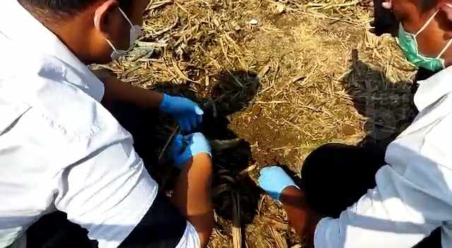 Geger, Penemuan Kerangka Manusia di Kebun Tebu Mojokerto