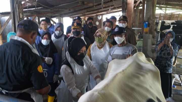 Kabupaten Mojokerto Terima 9.300 Dosis Vaksin PMK
