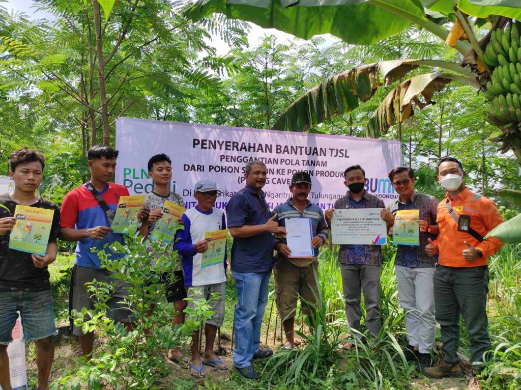 PLN Salurkan Bibit Pisang Cavendis ke Petani Srikaton Tulungagung