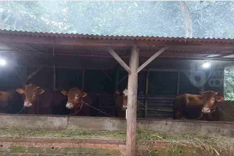Wabah PMK Meluas di 16 Kecamatan Kabupaten Bangkalan