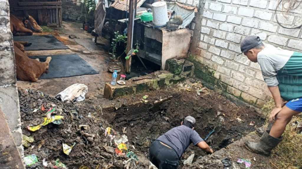 Penyebaran PMK di Tuban Tak Terkendali, Peternak Sapi Ketar-ketir