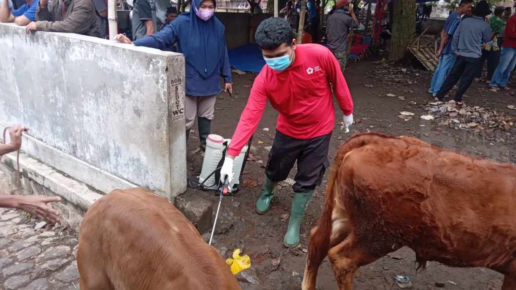 Wabah PMK Jangkiti 3.000 Sapi di Jember, Bupati Alokasikan BTT Untuk Obat