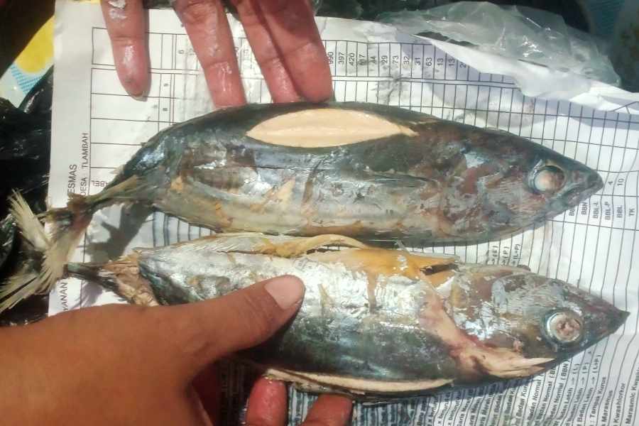 Ilustrasi ikan laut