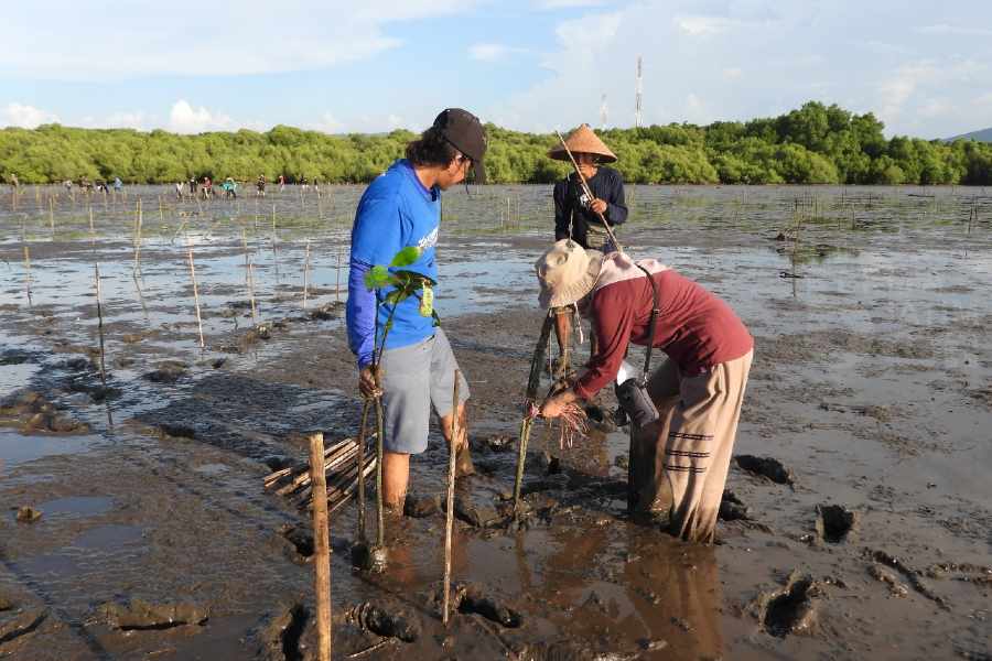 Kurangi Emisi Karbon, Paiton Energy-POMI Tanam 15 Ribu Bibit Mangrove