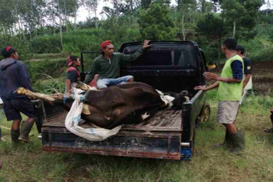 Kematian Sapi di Pudak Ponorogo Massif, BBVet Wates Yogyakarta Turun Gunung