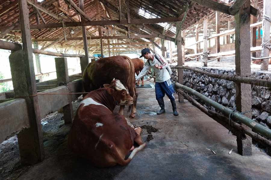 Ngawi Terima Jatah 2.100 Dosis Vaksin PMK