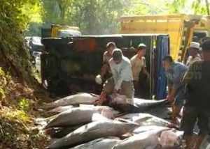Truk Terguling di Jurang Pletes, Ikan Tuna Berserakan