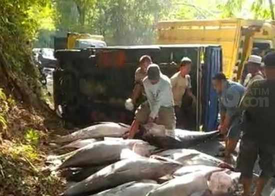 Truk Terguling di Jurang Pletes, Ikan Tuna Berserakan