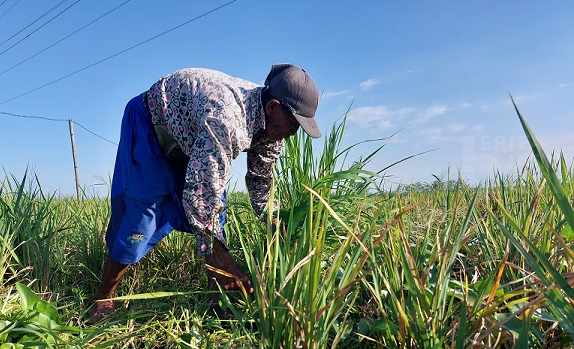 Sawah 19 Kecamatan di Ngawi Diserang Wereng, Petani Gagal Panen