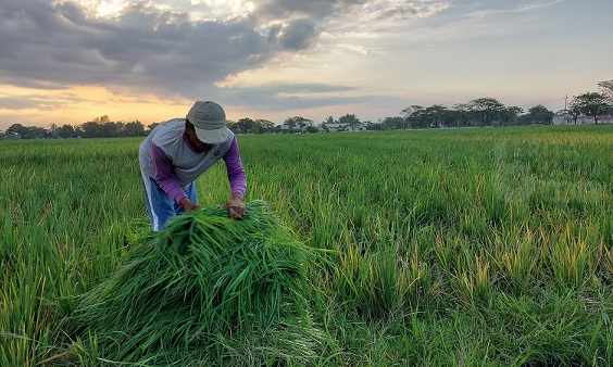 Diserang Wereng, Petani di Ngawi Babat Tanaman Padi, Bingung Cicil Utang Bank