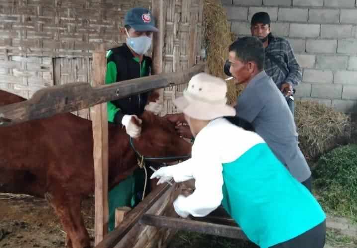 Lamongan Dapat Tambahan Ribuan Dosis Vaksin PMK, Disnakeswan: Masih Kurang