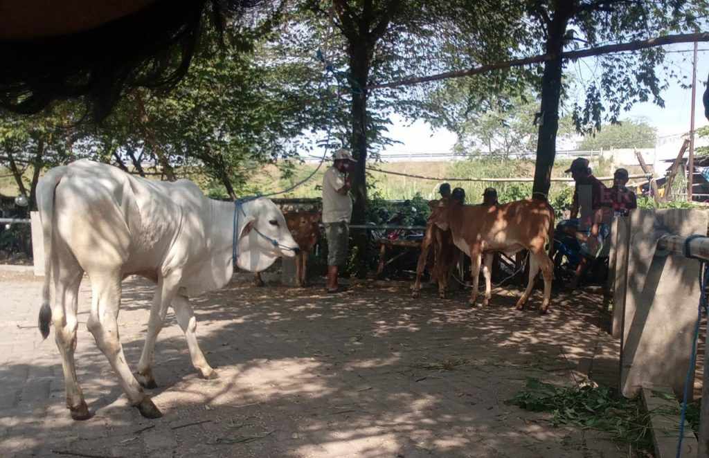 Pedagang Sapi di Kabupaten Pasuruan Hanya Jual Anakan Jelang Iduladha