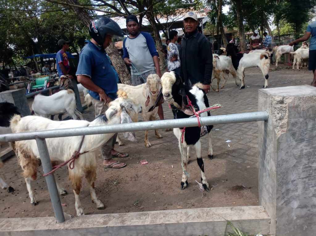 Jelang Iduladha, Harga Kambing di Kabupaten Pasuruan Turun Akibat Penyakit PMK