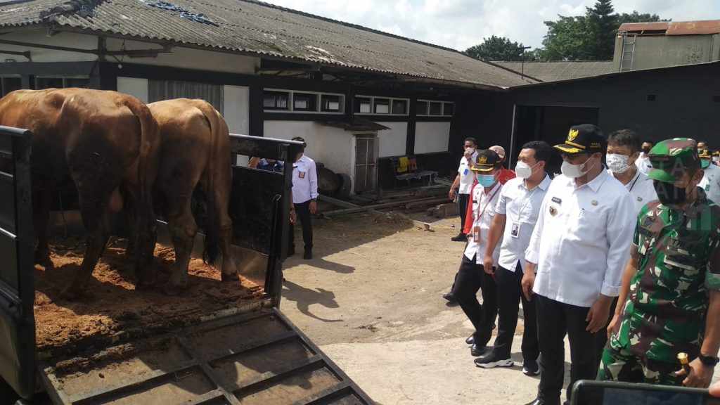 Pangdam V Brawijaya Sebut 60 Persen Sapi di Jatim Sudah Divaksin