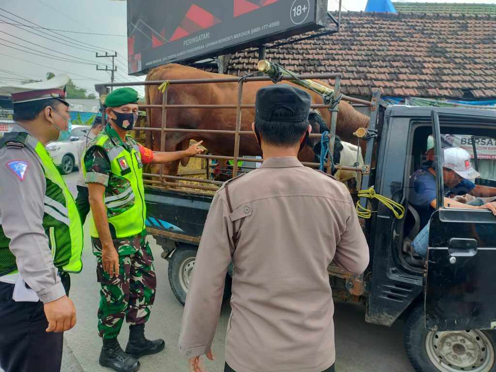 Masuk Gresik, Kendaraan Pengangkut Hewan Ternak Wajib Kantongi SKKH