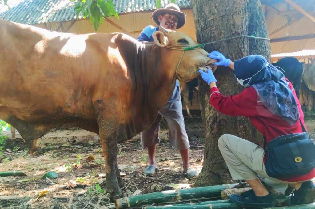SIG Salurkan 423 Hewan Kurban di Sekitar Perusahaan