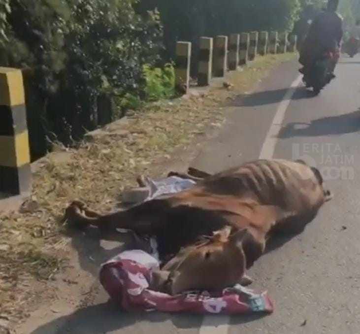 Ditinggal Pemiliknya, Sapi Sekarat Tergeletak di Jalan Raya Bangkalan